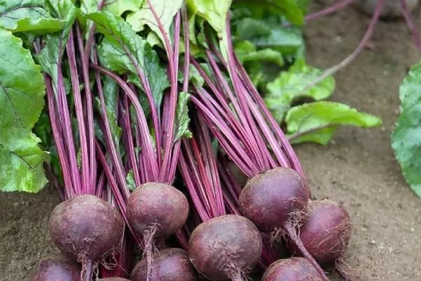 Внешний вид корнеплода и ботвы