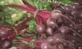 Урожай свёклы Ронда