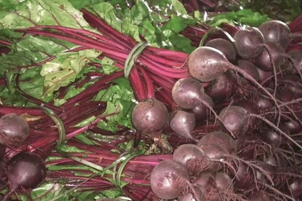 Урожай свёклы Ронда