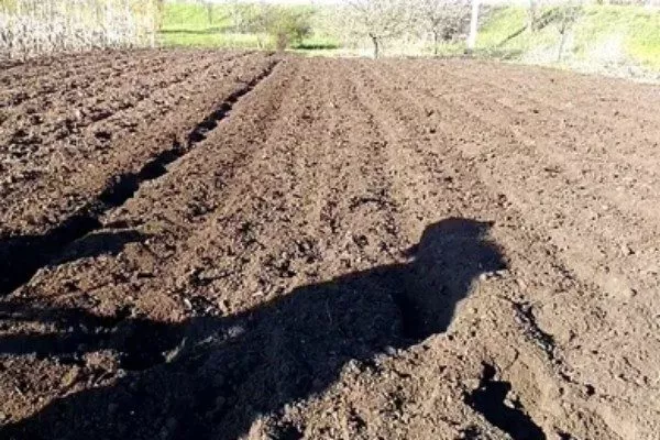 Подготовка почвы для выращивания свёклы Ронда