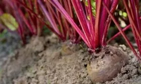 Уход за свёклой в открытом грунте