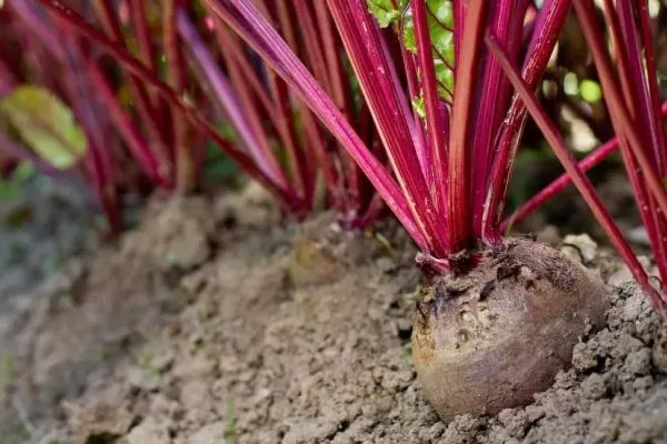 Уход за свёклой в открытом грунте