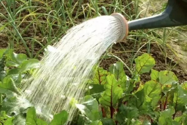 Тонкости полива свёклы