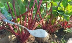 Удобрение свёклы