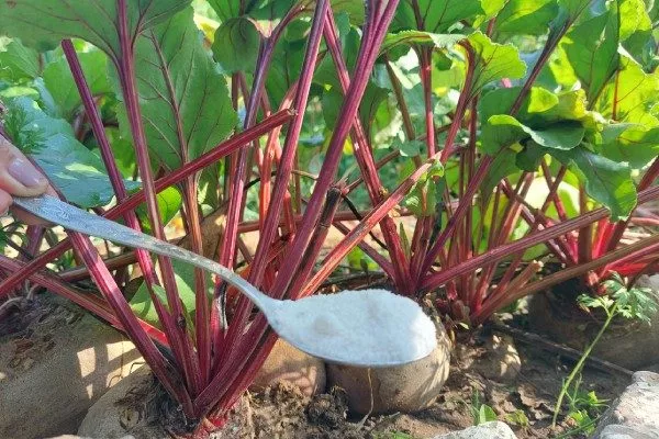 Удобрение свёклы