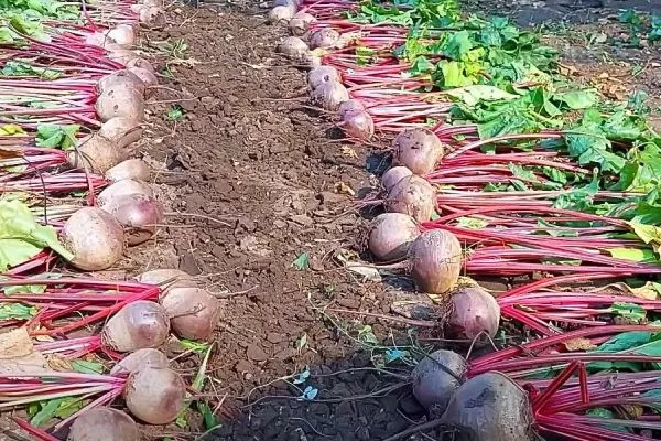 Уборка урожая свёклы