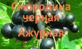 Смородина сорта Ажурная