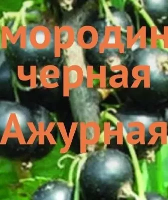 Смородина сорта Ажурная