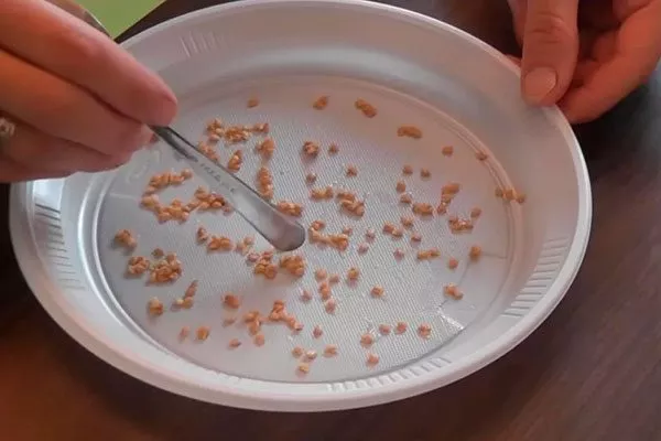 Как подготовить и посеять семена