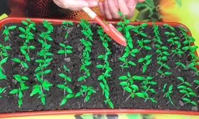 Как подготовить и посеять семена2