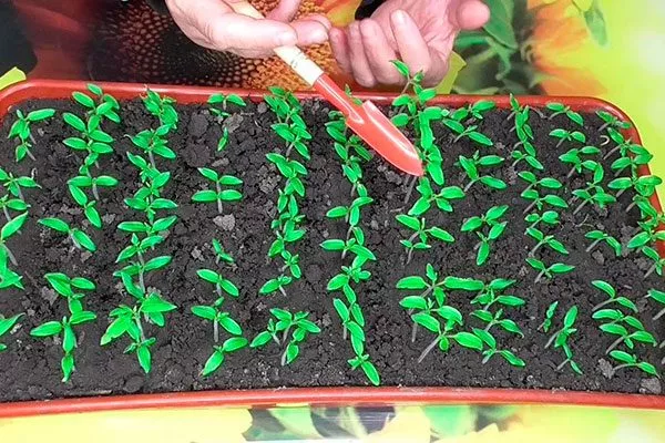 Как подготовить и посеять семена2