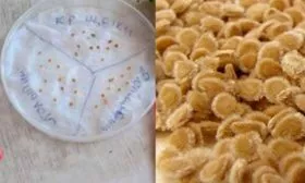 Как подготовить семена к посеву