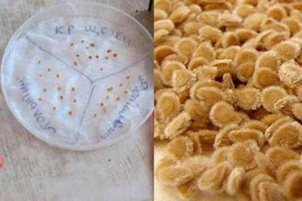 Как подготовить семена к посеву