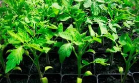 Как вырастить рассаду