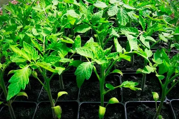 Как вырастить рассаду