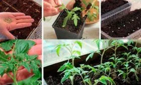 Как вырастить рассаду