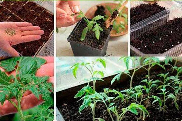 Как вырастить рассаду