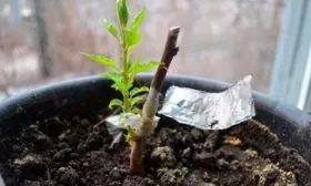 Как заготовить черенки шарафуги