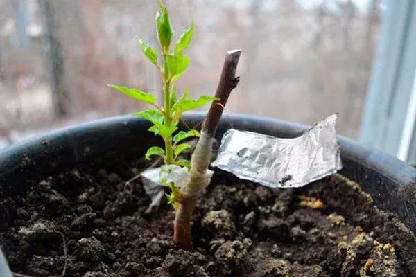 Как заготовить черенки шарафуги