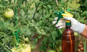 Как защитить томаты