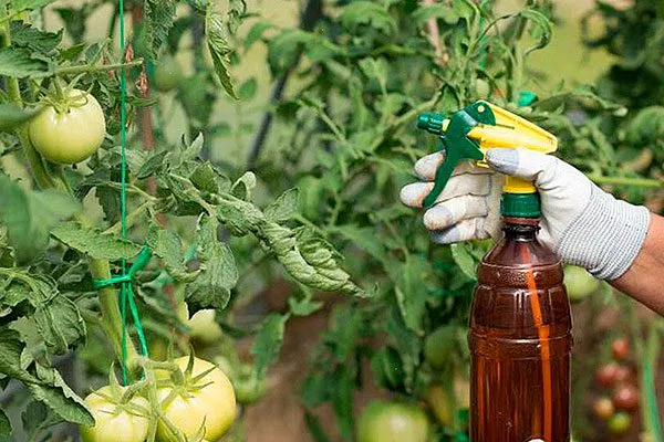 Как защитить томаты