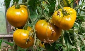 Сроки созревания и урожайность