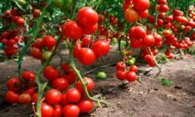 Основные характеристики