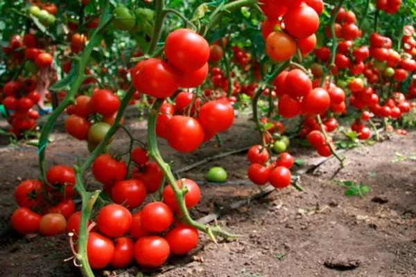 Основные характеристики