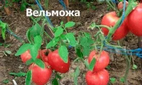 Описание сорта