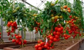 Описание и характеристики