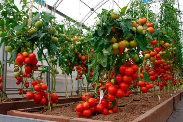 Описание и характеристики