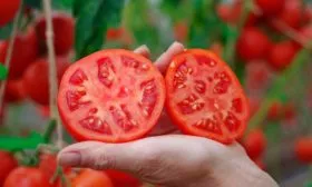 Дальнейшее выращивание