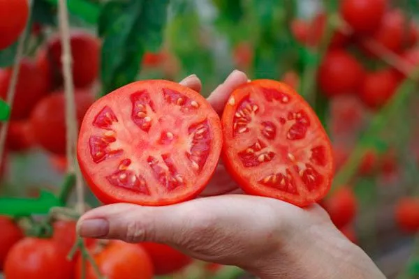 Дальнейшее выращивание