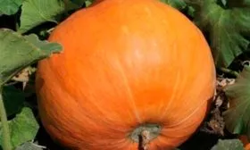 kustovaya-oranzhevaya-4