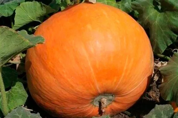 kustovaya-oranzhevaya-4