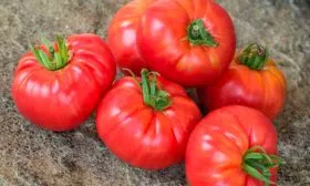 Назначение и применение