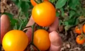 Применение и вкусовые качества