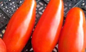 Мамин Сибиряк