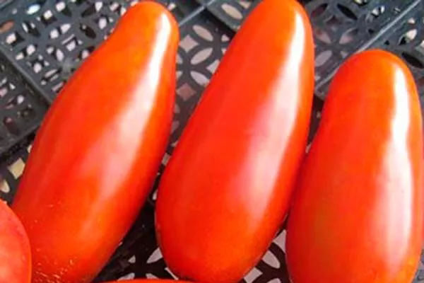 Мамин Сибиряк