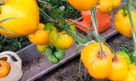 Описание растения и плодов2