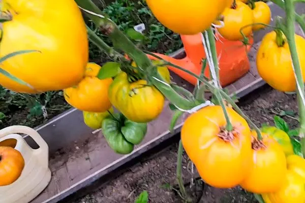 Описание растения и плодов2