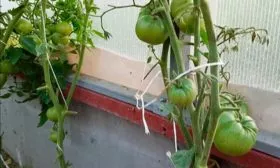 Формирование и подвязка