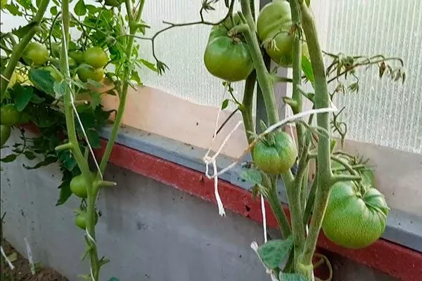 Формирование и подвязка