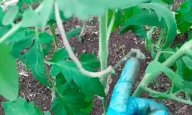 Формирование и подвязка