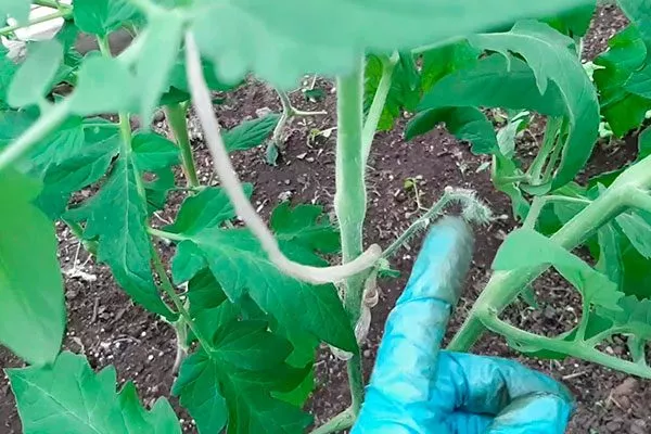 Формирование и подвязка