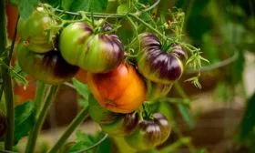 Сроки созревания и урожайность