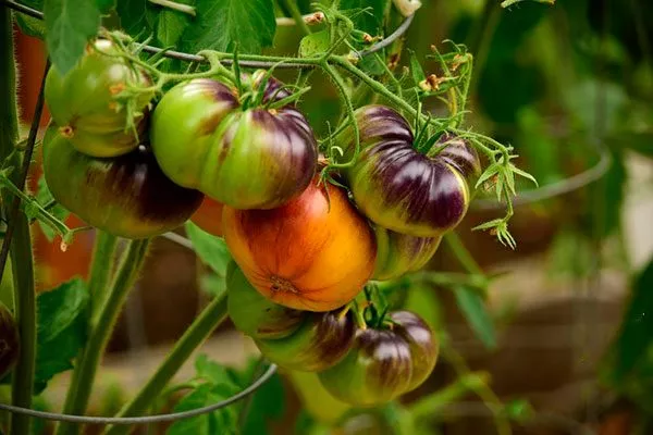 Сроки созревания и урожайность