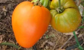 Медовый спас