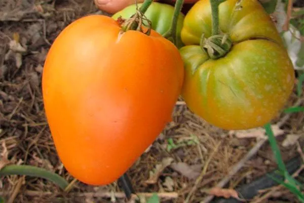 Медовый спас