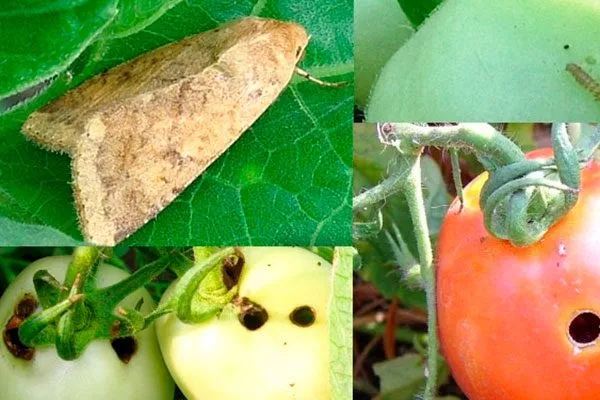 Меры борьбы с заболеваниями и вредителями